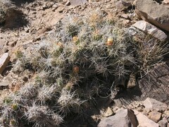 Cumulopuntia chichensis, photograph (c) Lon Brehmer, some rights reserved (CC BY)