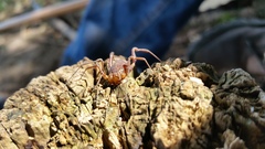 Erginulus subserialis