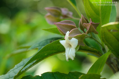 Clerodendrum fortunatum