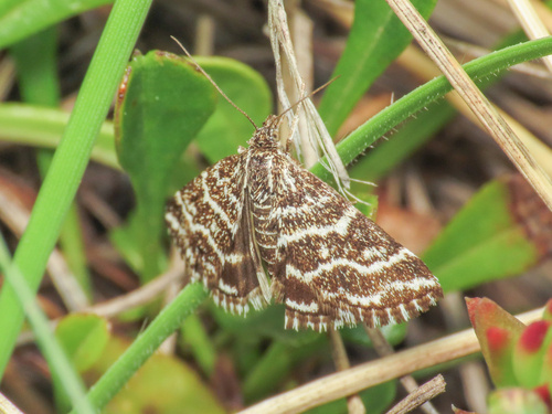 Evergestis alborivulalis
