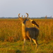 New World Deer - Photo (c) navasalfredo, some rights reserved (CC BY-NC)
