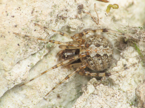 Theridion betteni