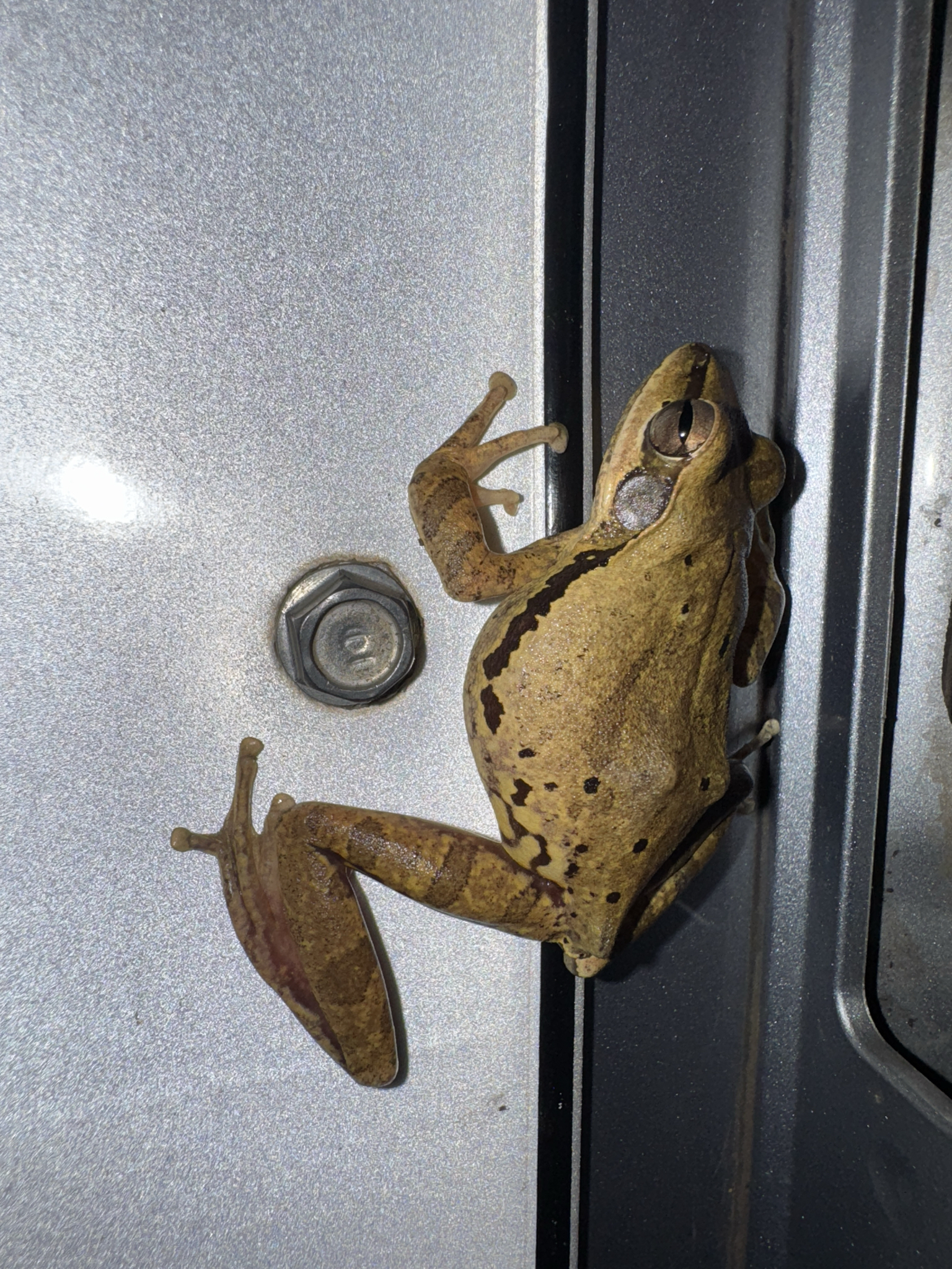 Big-Headed Whipping Frog
