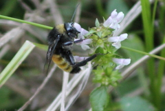 Bombus pensylvanicus