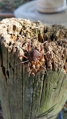 Erginulus subserialis