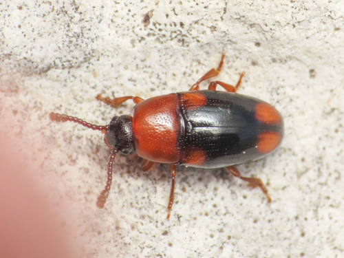 Combocerus glaber