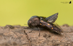 Neocypetes guttulata