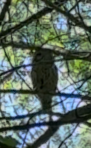 View observation of {o.common_name} on iNaturalist
