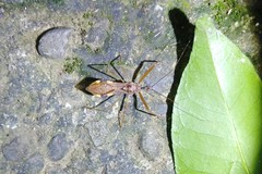 Epidaus