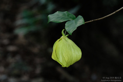 Artabotrys hexapetalus