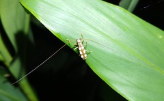 Olenecamptus formosanus