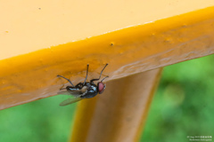 Hydrotaea chalcogaster