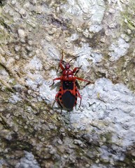 Haematoloecha nigrorufa