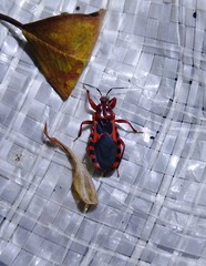 Haematoloecha nigrorufa