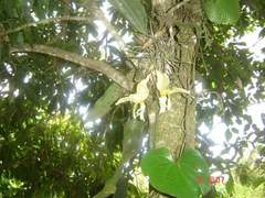 Stanhopea
