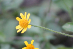 Acmella oppositifolia