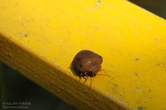 Hyperoncus lateritius