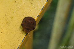 Hyperoncus lateritius