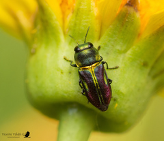 Bilyaxia concinna