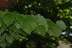 Tilia × europaea