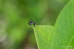 Carrhotus sannio