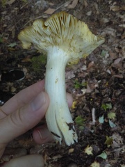 Tricholoma