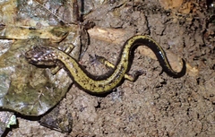 Plethodon dunni