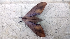 Marumba cristata bukaiana