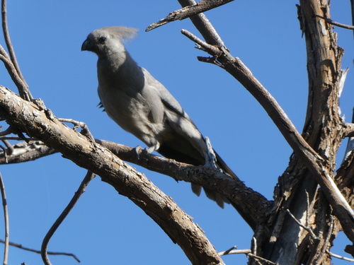 Grey Go-away-bird