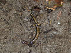 Plethodon dunni