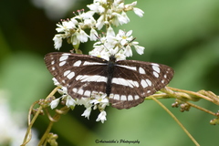 Neptis mahendra