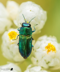 Bilyaxia concinna