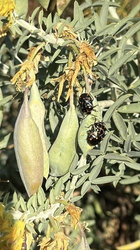 iNaturalist observation photo of Harlequin Bug