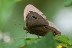 Ypthima nikaea