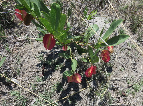 Image of Combretum platypetalum by no rights reserved