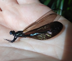 Euphaea splendens