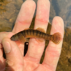 Fantail Darter photo 2