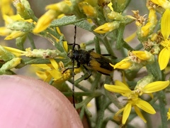 Crossidius suturalis