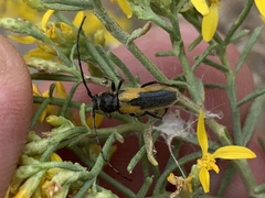 Crossidius suturalis