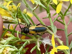 Crossidius suturalis