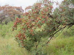 Terminalia brachystemma image