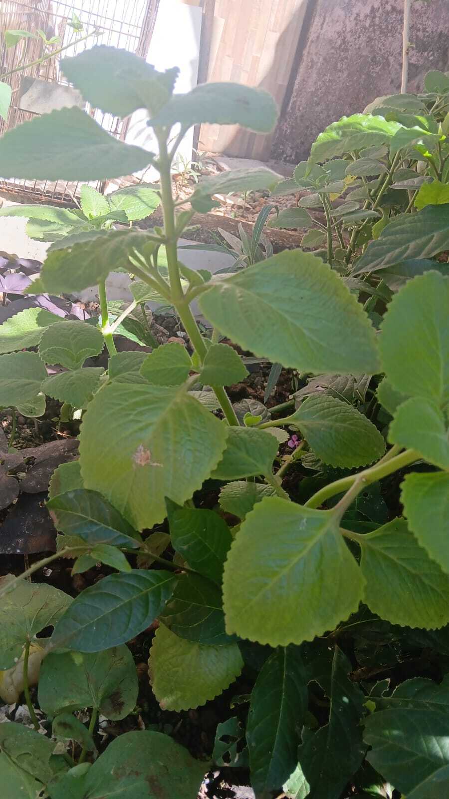 Coleus amboinicus