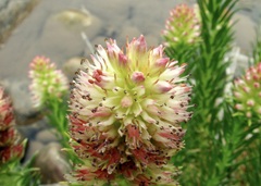 Rhodiola semenovii, photograph Dr. Alexey Yakovlev, CC BY, iNaturalist via GBIF