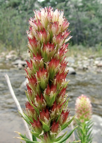 Rhodiola semenovii, photograph 6