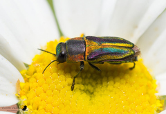 Bilyaxia obscurata