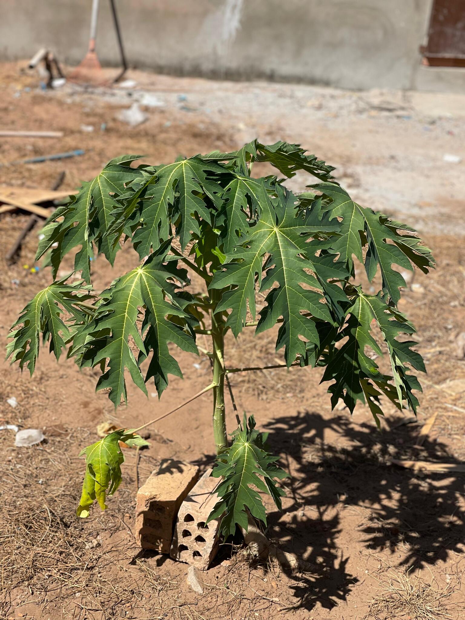 Carica papaya