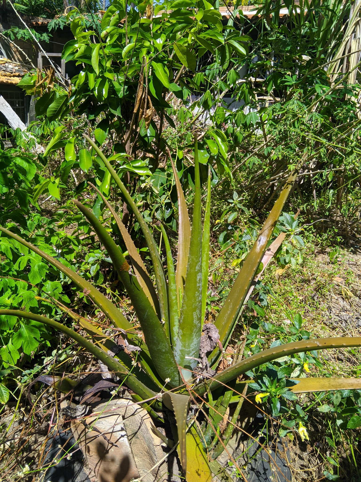 Aloe vera