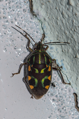 Tetrarthria variegata