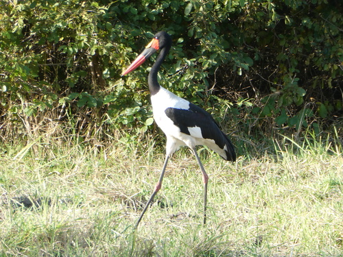 Saddle-billed Stork