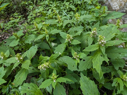 Ajuga ciliata iNat (2)